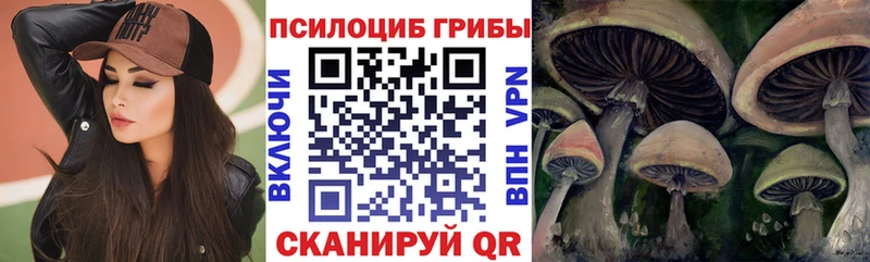Купить закладки  Цивильск  Псилоцибиновые грибы MAGIC MUSHROOMS 
